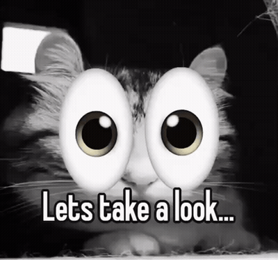 Cat With Googly Eyes Lets Take a Look