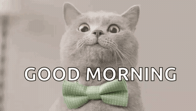 Cat With Green Bow Tie Looking Up GIF