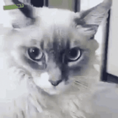 Cat With Green Collar Looking At Camera GIF