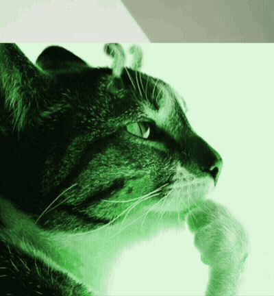 Cat With Green Eyes GIF