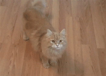 Cat With Gun Dead Play GIF