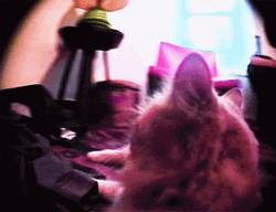 Cat With Gun Fish Eye Cam GIF