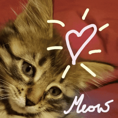 Cat With Heart Saying Meow GIF