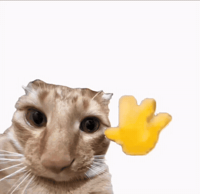 Cat With Hello Text