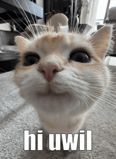 Cat With Hi Uwil GIF