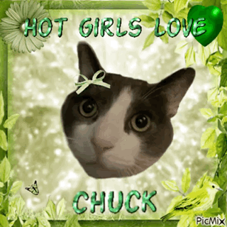 Cat With Hot Girls Love Chuck GIF