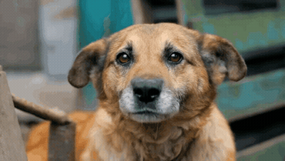 Cat With Hug Coming Your Way Love You GIF