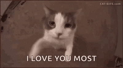 Cat With I Love You Most GIF