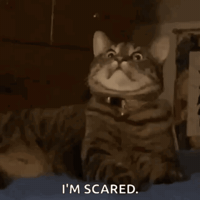 Cat With I'm Scared Text GIF
