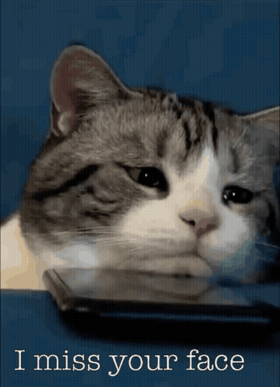Cat With I Miss Your Face GIF
