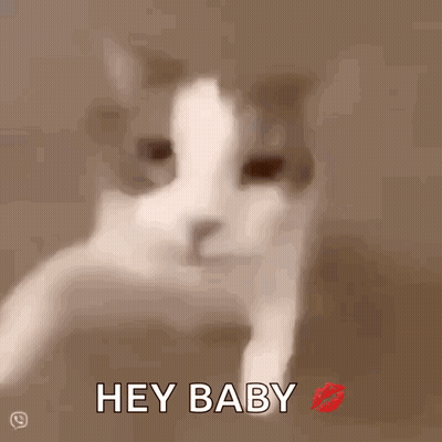Cat With Kiss And Hey Baby GIF