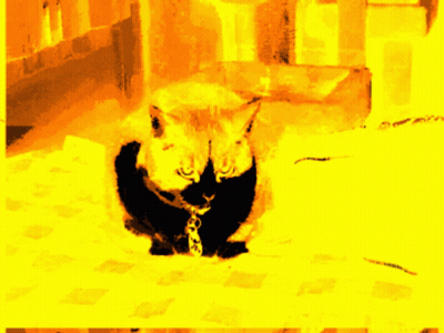 Cat With Leash GIF