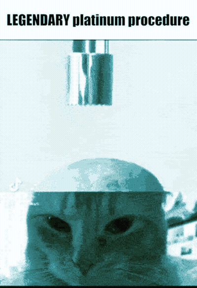 Cat With Legendary Platinum Procedure GIF