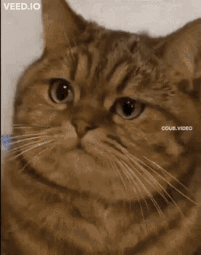 Cat With Letters A And B GIF