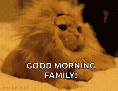 Cat With Lion Mane Saying Good Morning GIF