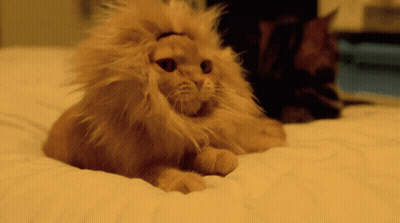 Cat With Lion Wig GIF