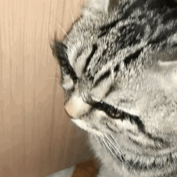 Cat With Long Eyelashes GIF