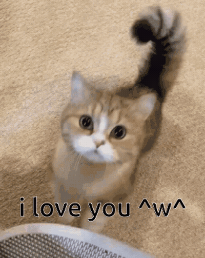 Cat With Long Tail Saying I Love You GIF