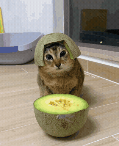 Cat With Melon on Head Next to Sliced Melon