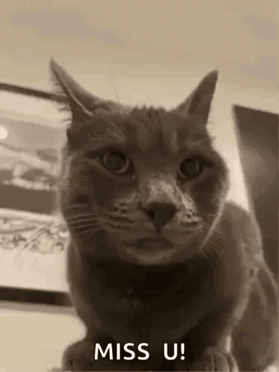 Cat With Miss U Text GIF