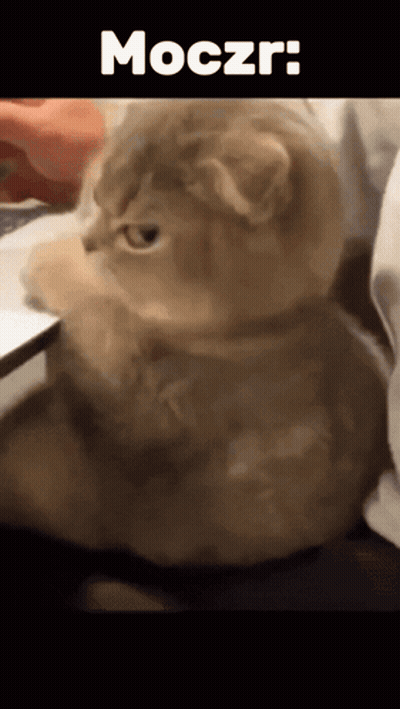 Cat With Moczr GIF