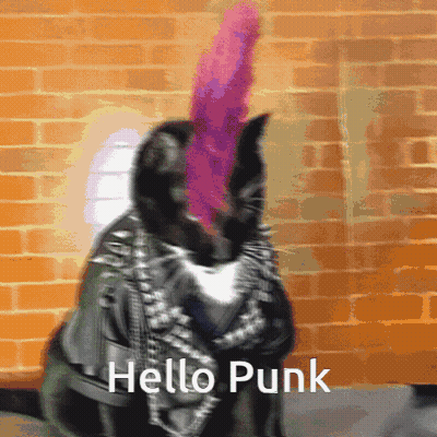 Cat With Mohawk And Leather Jacket Saying Hello GIF