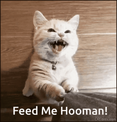 Cat With Mouth Open Saying Feed Me Hooman GIF