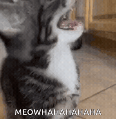 Cat With Mouth Open Saying Meowhahahaha