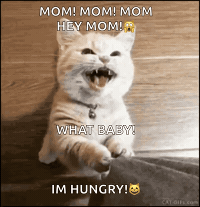 Cat With Mouth Open Saying Mom Mom Mom GIF