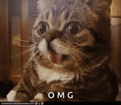 Cat With Mouth Open Saying OMG GIF