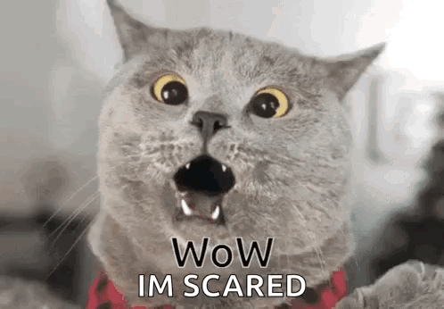 Cat With Mouth Open Saying Wow Im Scared GIF