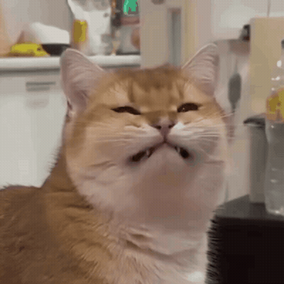 Cat With Mouth Open Showing Teeth GIF