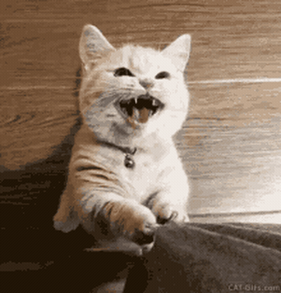 Cat With Mouth Open Sitting On Wooden Floor GIF