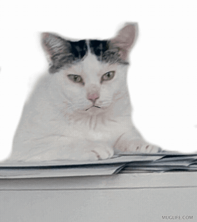 Cat With Mustache Laying On Bills GIF