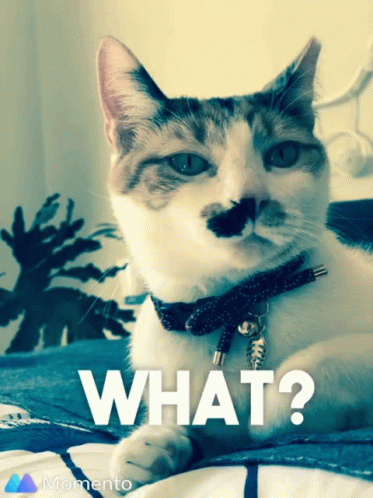 Cat With Mustache Lying On Bed Saying What GIF