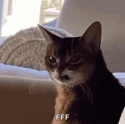 Cat With Mustache Sitting On Couch Making Face GIF