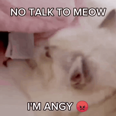 Cat With No Talk To Meow I'm Angy GIF