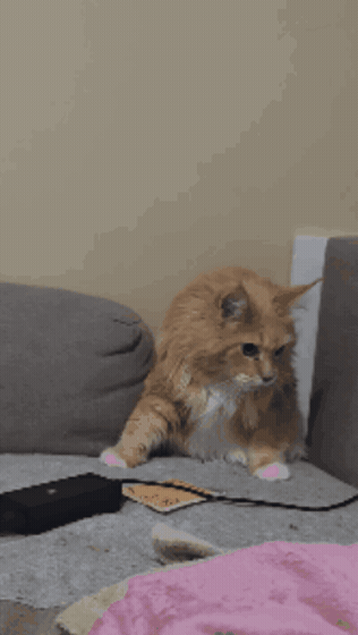 Cat With Oh Lawd She's Coming GIF