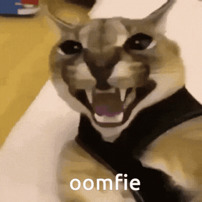 Cat With Oomfie GIF