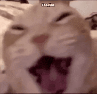 Cat With Open Mouth And Imagine Text GIF
