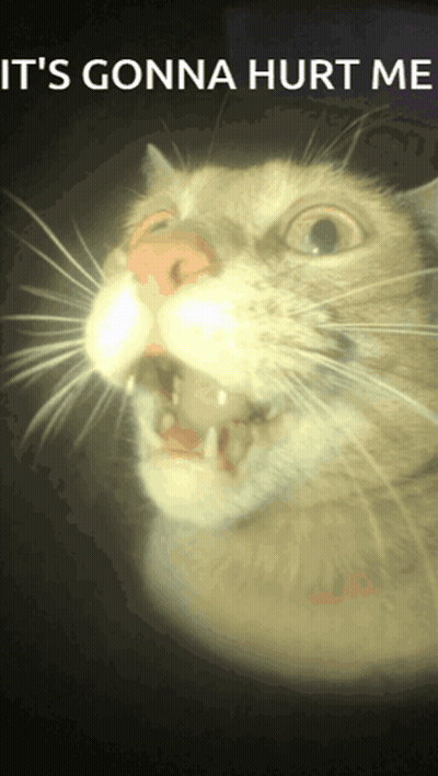 Cat With Open Mouth Saying It Gonna Hurt Me GIF