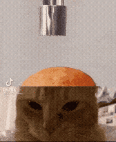Cat With Orange On Head Sprayed By Faucet GIF
