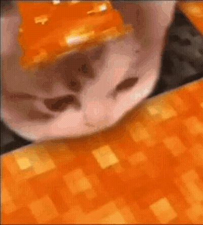 Cat With Orange Paper On Head GIF