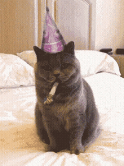 Cat With Party Hat And Party Horn GIF