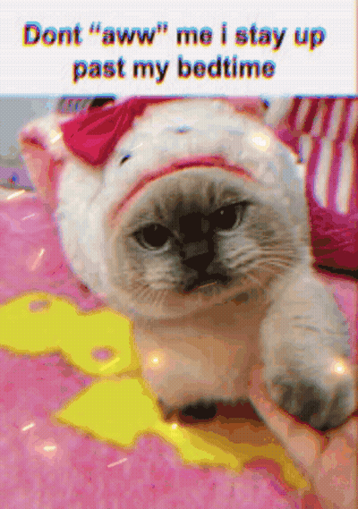 Cat With Pink Bow Being Held On Bed GIF
