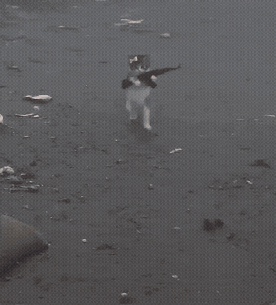 Cat With Pink Bow Playing With Another Cat GIF