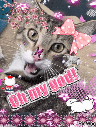 Cat With Pink Bow Saying Oh My Gosh GIF
