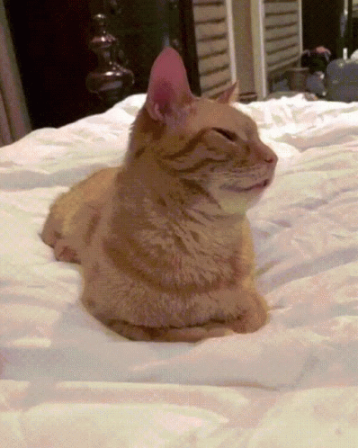 Cat With Pink Ear Laying On Bed GIF