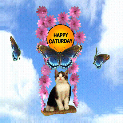 Cat With Pink Flowers And Butterflies Happy Saturday Sign GIF