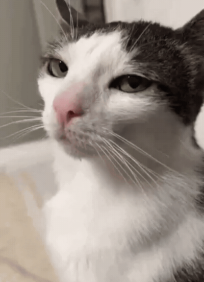 Cat With Pink Nose And Green Eyes GIF